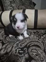 Pink - Angel, a female Pembroke Welsh Corgi for sale in Springfield, MO – Photo 2 of 4