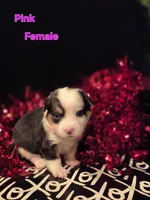 Pink - Angel, a female Pembroke Welsh Corgi for sale in Springfield, MO – Photo 3 of 4