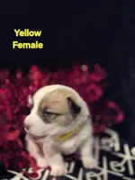 Yellow - Willow, a female Pembroke Welsh Corgi for sale in Springfield, MO – Photo 2 of 2