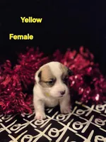 Yellow - Willow, a female Pembroke Welsh Corgi for sale in Springfield, MO – Photo 1 of 2