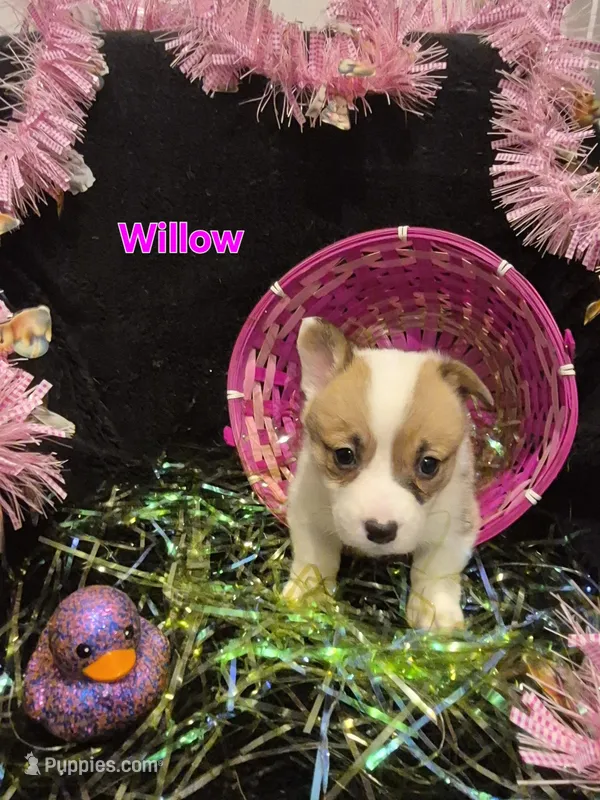 Yellow - Willow