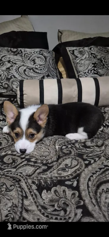 Grey - Champ – Pembroke Welsh Corgi puppy for sale in Springfield, MO