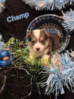 Grey - Champ, a male Pembroke Welsh Corgi for sale in Springfield, MO – Photo 3 of 4