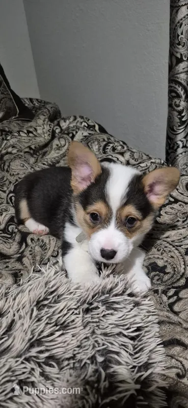 Grey - Champ – Pembroke Welsh Corgi puppy for sale in Springfield, MO