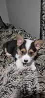Grey - Champ, a male Pembroke Welsh Corgi for sale in Springfield, MO – Photo 1 of 4