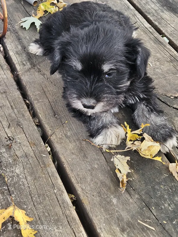 Pink Collar Male – Miniature Schnauzer puppy for sale in Platteville, WI
