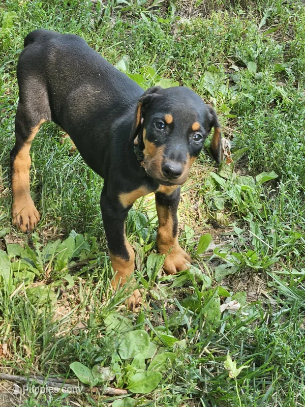Orange Collar Female  – Doberman Pinscher puppy for sale in Platteville, WI