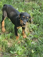 Orange Collar Female , a female Doberman Pinscher for sale in Platteville, WI – 1 of 4