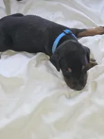Blue Collar Male, a male Doberman Pinscher for sale in Platteville, WI – 4 of 5