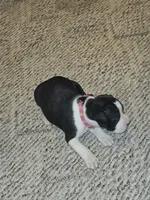Pink Collar-Female, a female Boxer for sale in Platteville, WI – 3 of 5