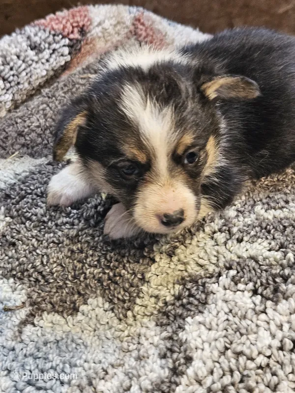 Pink Collar Female – Pembroke Welsh Corgi puppy for sale in Platteville, WI
