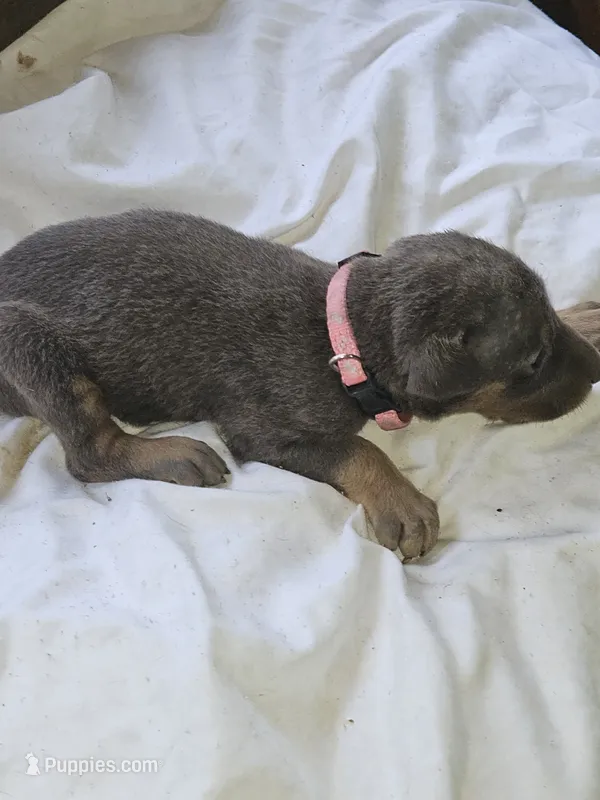 Pink Collar-Female – Doberman Pinscher puppy for sale in Platteville, WI
