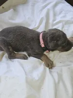 Pink Collar-Female, a female Doberman Pinscher for sale in Platteville, WI – 1 of 5