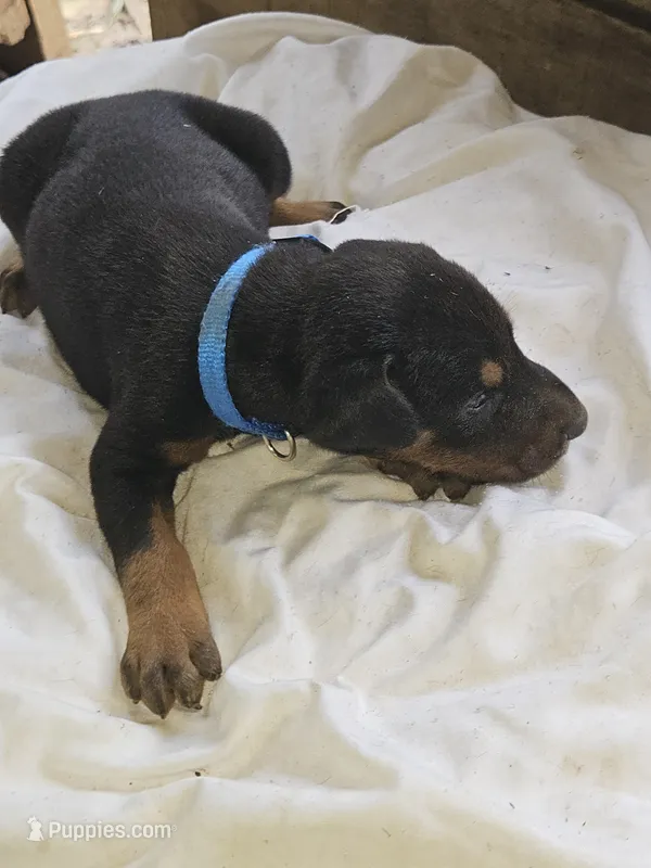 Blue Collar Male – Doberman Pinscher puppy for sale in Platteville, WI