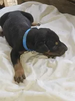 Blue Collar Male, a male Doberman Pinscher for sale in Platteville, WI – 1 of 5