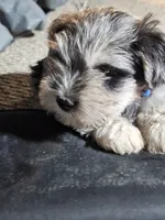 Blue Collar Female, a female Miniature Schnauzer for sale in Platteville, WI – 4 of 4