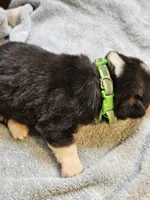 Green Collar-Female, a male Pembroke Welsh Corgi for sale in Platteville, WI – 5 of 5