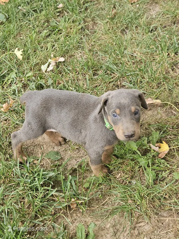 Green Collar Male – Doberman Pinscher puppy for sale in Platteville, WI