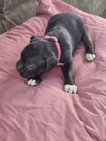 Red Collar Female, a female Boxer for sale in Platteville, WI – 5 of 5