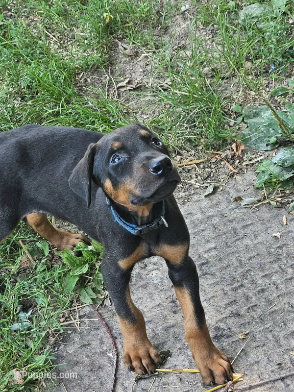 Blue Collar Male – Doberman Pinscher puppy for sale in Platteville, WI