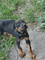 Blue Collar Male, a male Doberman Pinscher for sale in Platteville, WI – 1 of 4