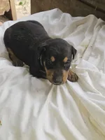 Black Collar-Female, a female Doberman Pinscher for sale in Platteville, WI – 2 of 5