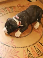 Red-white-blue Collar Female, a female Boxer for sale in Platteville, WI – 3 of 5