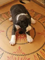 Red-white-blue Collar Female, a female Boxer for sale in Platteville, WI – 2 of 5