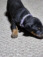Purple Collar-Female Puppy, a female Doberman Pinscher for sale in Platteville, WI – Photo 8 of 8