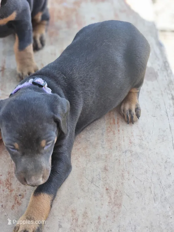 Purple Collar-Female Puppy – Doberman Pinscher puppy for sale in Platteville, WI