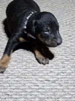 Purple Collar-Female Puppy, a female Doberman Pinscher for sale in Platteville, WI – Photo 3 of 8