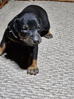 Purple Collar-Female Puppy, a female Doberman Pinscher for sale in Platteville, WI – Photo 7 of 8