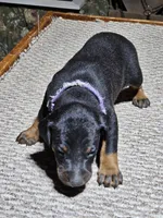 Purple Collar-Female Puppy, a female Doberman Pinscher for sale in Platteville, WI – Photo 6 of 8