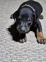 Purple Collar-Female Puppy, a female Doberman Pinscher for sale in Platteville, WI – Photo 5 of 8