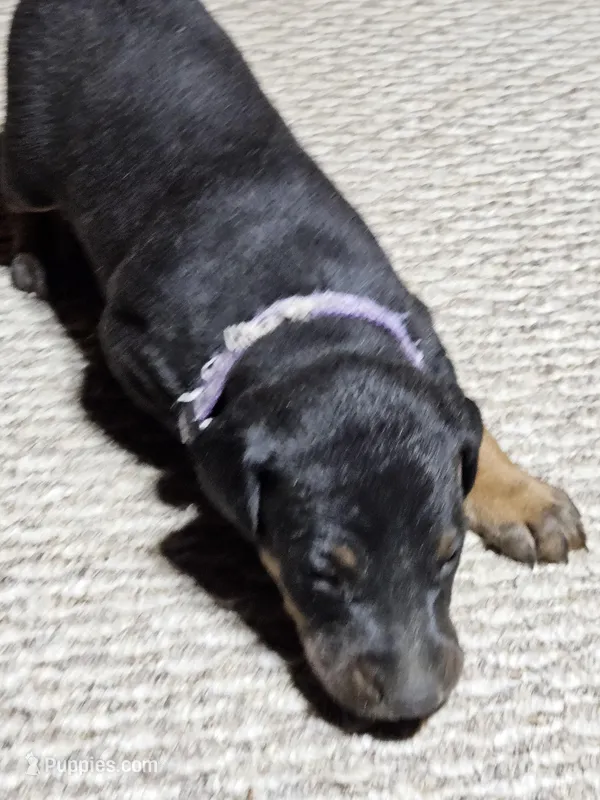 Purple Collar-Female Puppy – Doberman Pinscher puppy for sale in Platteville, WI