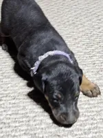 Purple Collar-Female Puppy, a female Doberman Pinscher for sale in Platteville, WI – Photo 1 of 8