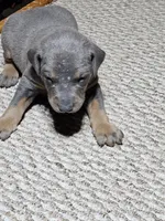 Red collar- Blue colored Female, a female Doberman Pinscher for sale in Platteville, WI – Photo 2 of 6