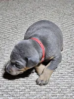 Red collar- Blue colored Female, a female Doberman Pinscher for sale in Platteville, WI – Photo 5 of 6