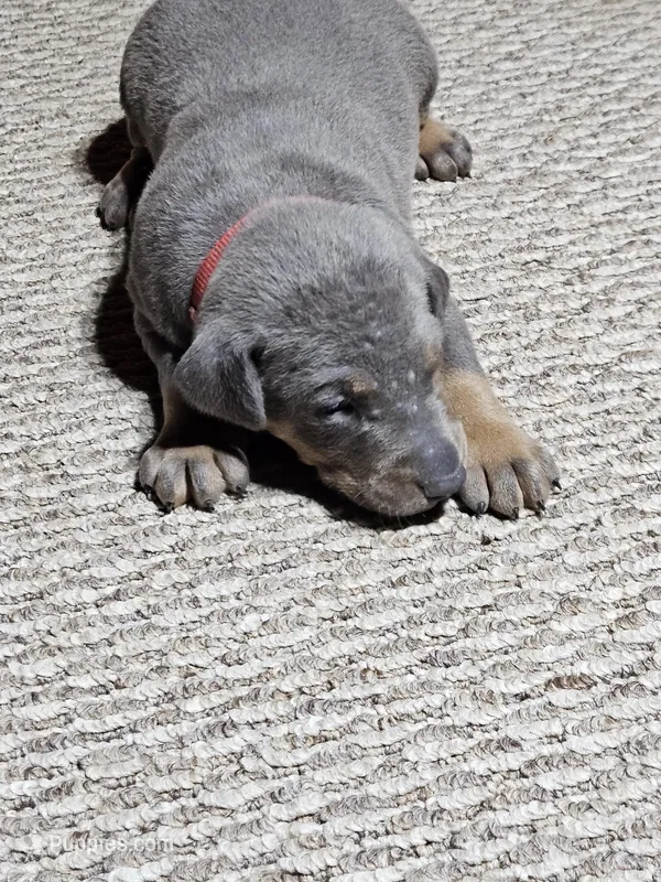 Red collar- Blue colored Female – Doberman Pinscher puppy for sale in Platteville, WI