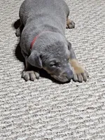 Red collar- Blue colored Female, a female Doberman Pinscher for sale in Platteville, WI – Photo 1 of 6
