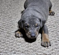Red collar- Blue colored Female, a female Doberman Pinscher for sale in Platteville, WI – Photo 3 of 6