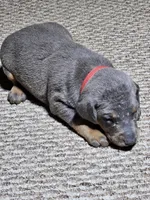 Red collar- Blue colored Female, a female Doberman Pinscher for sale in Platteville, WI – Photo 6 of 6