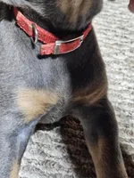 Red collar- Blue colored Female, a female Doberman Pinscher for sale in Platteville, WI – Photo 4 of 6