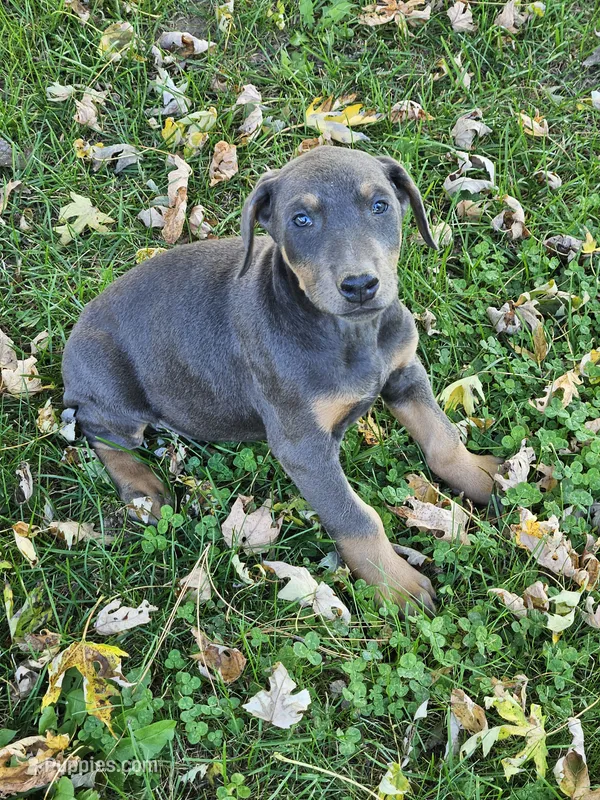 Pink Collar-Female – Doberman Pinscher puppy for sale in Platteville, WI