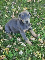 Pink Collar-Female, a female Doberman Pinscher for sale in Platteville, WI – 1 of 4