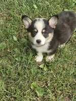 Male , a male Pembroke Welsh Corgi for sale in Platteville, WI – 3 of 5