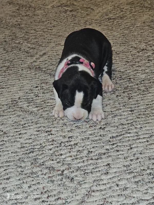 Pink Collar-Female – Boxer puppy for sale in Platteville, WI