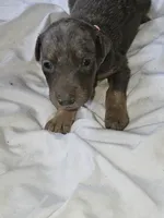 Pink Collar-Female, a female Doberman Pinscher for sale in Platteville, WI – 2 of 5