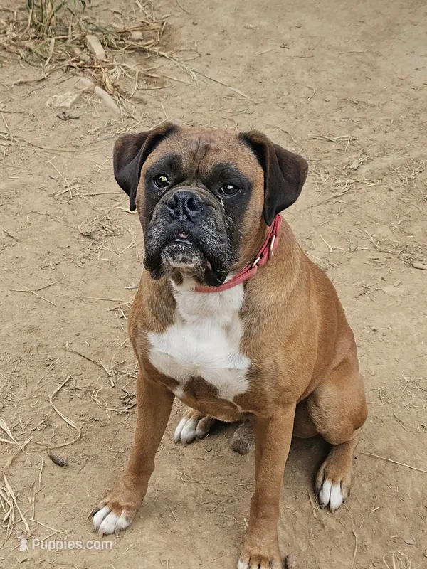 Rowdy – Boxer puppy for sale in Platteville, WI