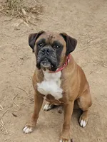 Rowdy, a male Boxer for sale in Platteville, WI – 1 of 2